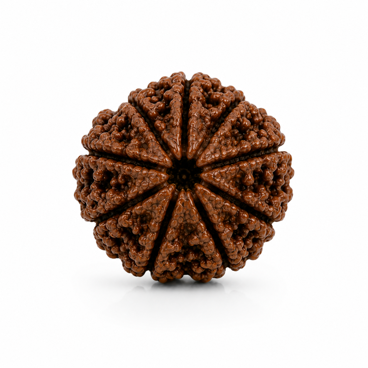 10 Mukhi Rudraksha ( Nepal Origin )